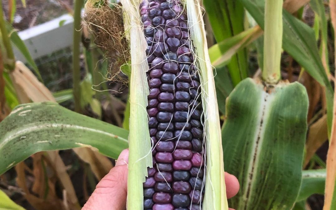 Corn Mother