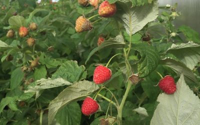 The Taste of Feelings